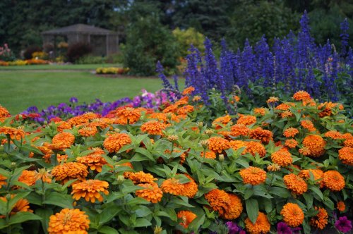 Vibrant orange flowers in the foreground with purple blooms and a garden gazebo in the background.