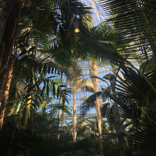 Lush green palm trees and plants under a glass dome, with sunlight filtering through the leaves.