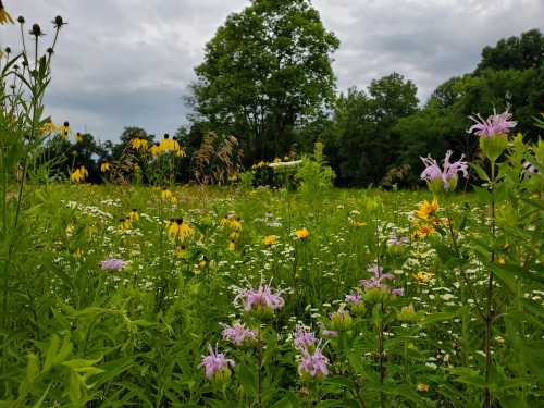 A vibrant field of wildflowers, including yellow and purple blooms, under a cloudy sky with trees in the background.