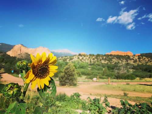 A vibrant sunflower in the foreground with a scenic view of mountains and blue sky in the background.