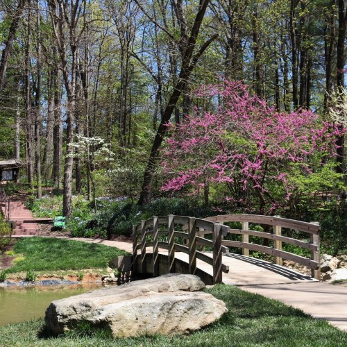 A wooden bridge over a pond, surrounded by lush greenery and blooming pink trees in a serene forest setting.