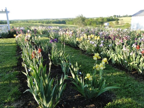 A vibrant garden filled with blooming irises and daffodils, set against a scenic landscape.