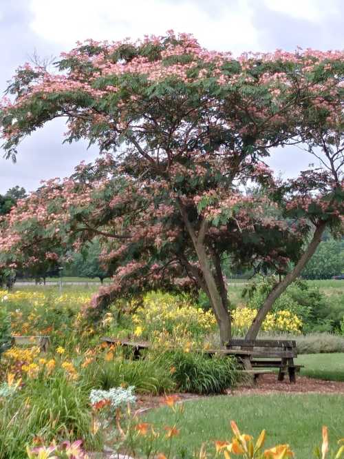 A flowering tree with pink blossoms stands in a garden, surrounded by colorful flowers and greenery.