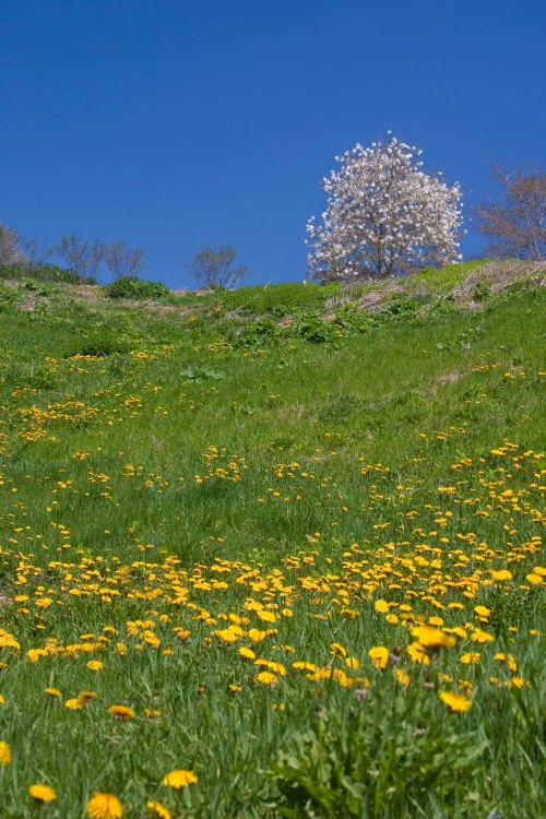A vibrant green hillside covered in yellow dandelions, with a flowering tree against a clear blue sky.