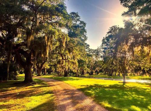 A sunlit path winding through a lush, green park with moss-covered trees and a serene atmosphere.