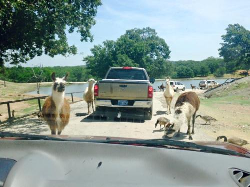 A truck is stopped on a dirt road with llamas and other animals nearby, near a lake and trees in the background.