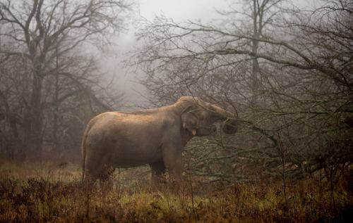 An elephant stands in a misty landscape, surrounded by bare trees and tall grass.