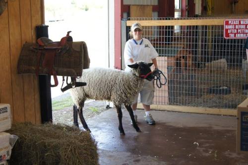 A person in a white shirt leads a sheep on a leash in a barn, with hay and a saddle visible in the background.