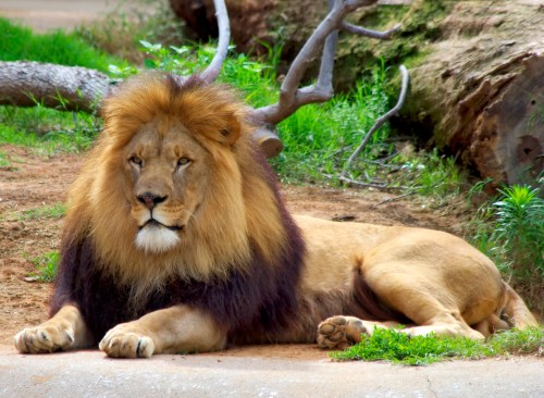 A majestic lion with a thick mane lies on the ground, surrounded by greenery and fallen logs.