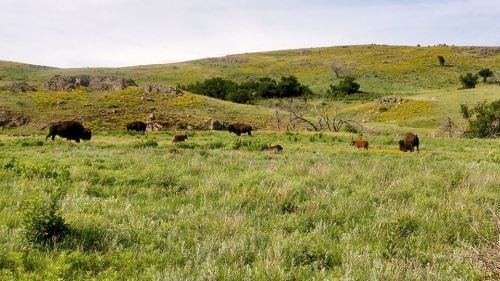A herd of bison grazing in a lush green field with rolling hills in the background.