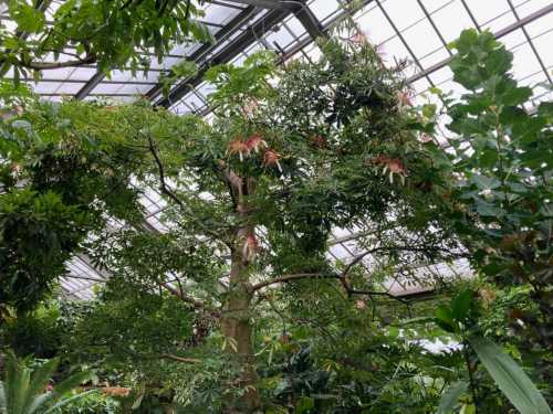 Lush indoor garden with a tall tree and vibrant green foliage under a glass roof.