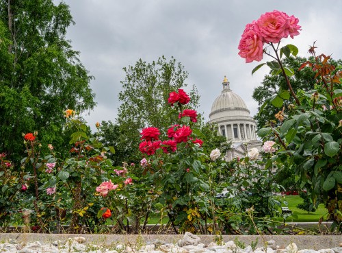 A garden of colorful roses in bloom with a domed building visible in the background under a cloudy sky.