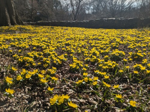 A vibrant field of yellow flowers blooms on the ground, surrounded by trees and a stone wall in the background.