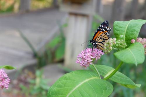A monarch butterfly perched on pink flowers, with a blurred wooden pathway in the background.