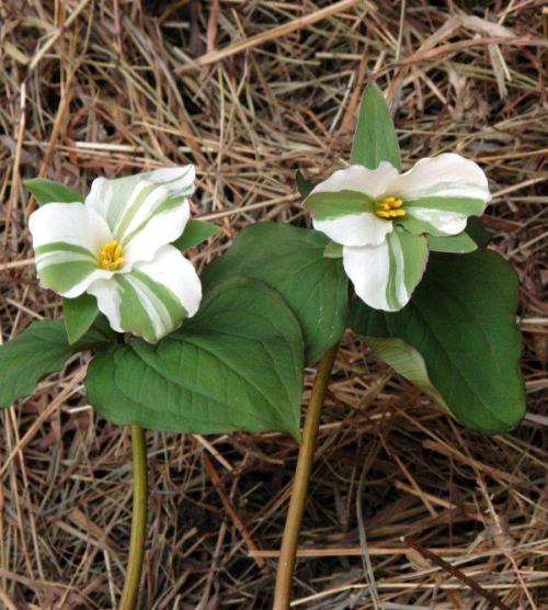 Two white flowers with green stripes and yellow centers, surrounded by green leaves, on a bed of dry straw.