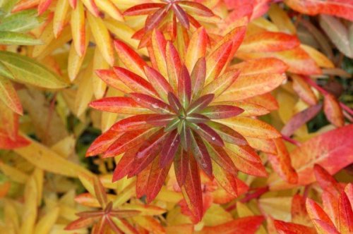 Vibrant leaves in shades of red, orange, and yellow, arranged in a star-like pattern against a backdrop of green foliage.