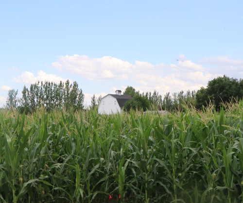 A field of tall corn with a white barn in the background under a blue sky with scattered clouds.