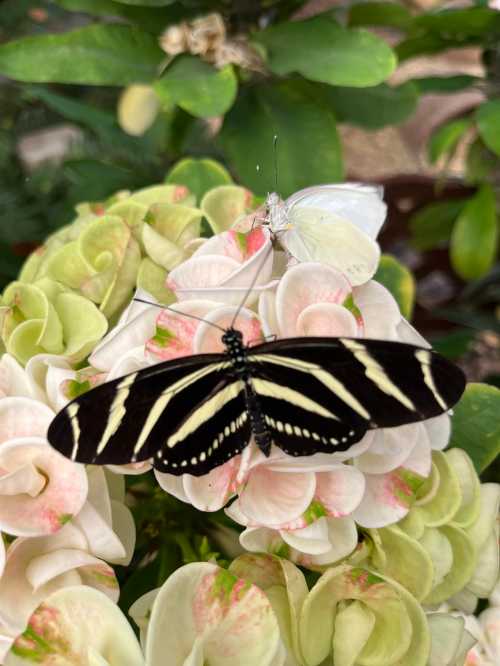 A black and white striped butterfly and a white butterfly resting on pale pink and green flowers.