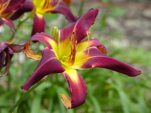 A close-up of a vibrant purple and yellow flower with elongated petals, surrounded by green foliage.