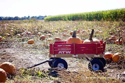 A red wagon filled with pumpkins sits in a pumpkin patch, surrounded by scattered pumpkins and cornfields in the background.