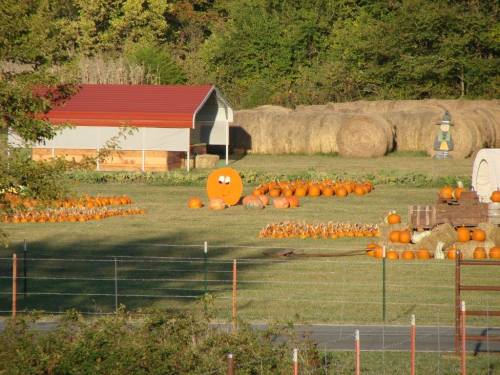 A pumpkin patch with various pumpkins, a scarecrow, and hay bales in the background under a clear sky.