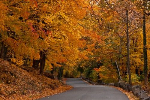 A winding road surrounded by vibrant autumn foliage in shades of orange, yellow, and red.