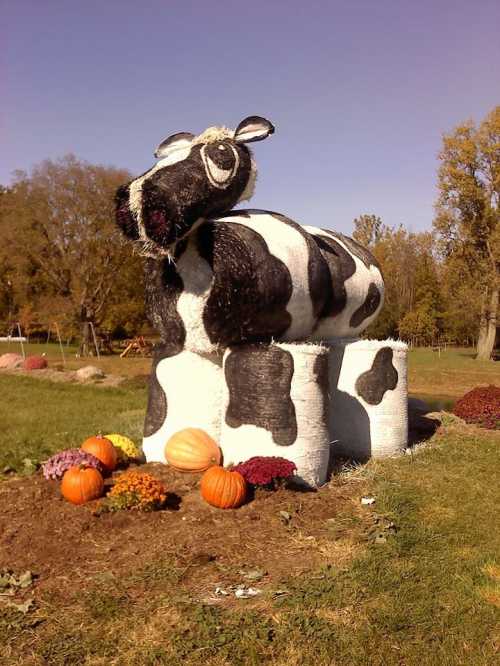 A large, painted hay bale sculpture of a cow sits on a grassy area, surrounded by pumpkins and colorful flowers.