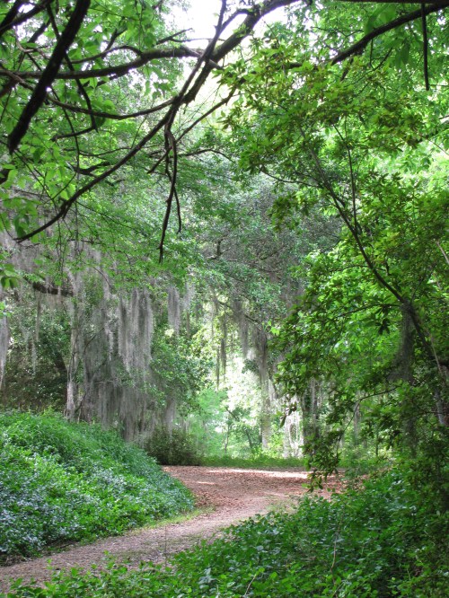 A winding dirt path through a lush green forest, surrounded by trees and hanging moss.