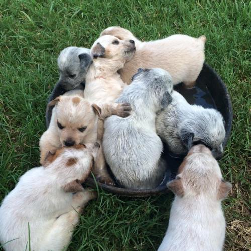 A group of adorable puppies playfully gathered around a small water bowl.