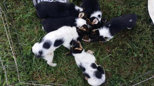 A group of six black and white puppies gathered around a bowl, eating on green grass.