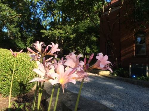 Pink flowers bloom in a garden, with lush greenery and a brick building in the background under bright sunlight.