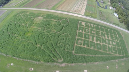 Aerial view of a corn maze featuring a dragon design and "LSU AgCenter Botanical Gardens" carved into the field.