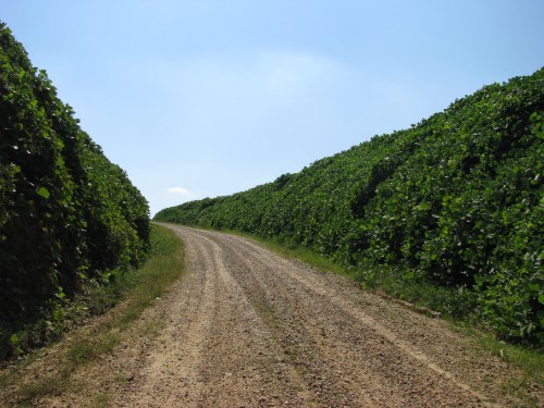A dirt road flanked by tall green hedges under a clear blue sky.