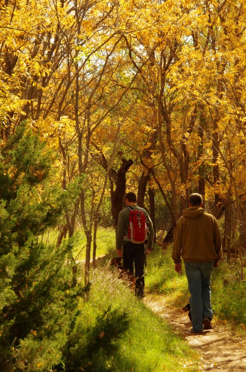Two hikers walk along a path surrounded by trees with vibrant yellow leaves in a sunny autumn setting.