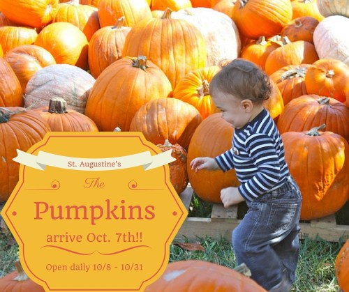 A child plays among a large display of pumpkins with a sign announcing pumpkin arrival and open dates.