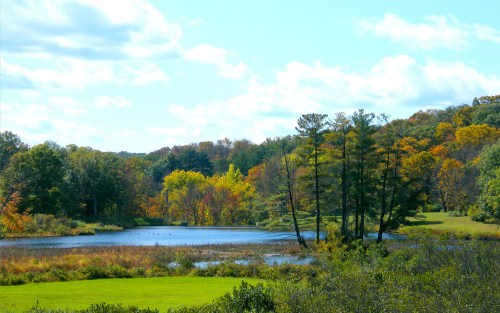 A serene landscape featuring a calm lake surrounded by colorful autumn trees and lush green grass under a blue sky.