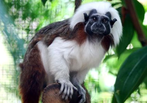A monkey with a distinctive white mane sits on a branch surrounded by green foliage.