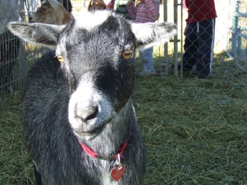 A close-up of a black and white goat with a red collar, standing in a pen with people in the background.