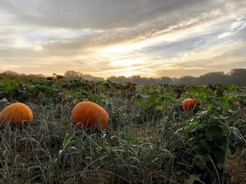 A pumpkin patch at sunrise, with large pumpkins surrounded by green vines and a misty sky in the background.