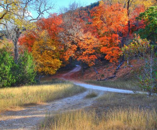 A winding dirt path through vibrant autumn trees with orange and yellow leaves, surrounded by grassy areas.