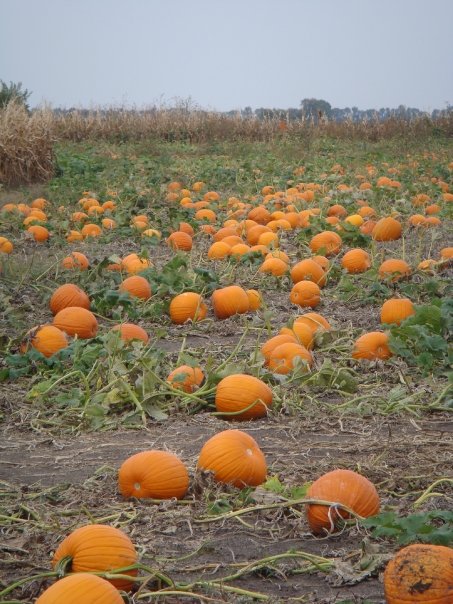 A field filled with numerous orange pumpkins scattered among green vines under a cloudy sky.