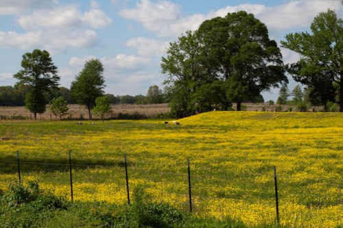 A vibrant yellow flower field under a blue sky, surrounded by trees and a distant landscape.