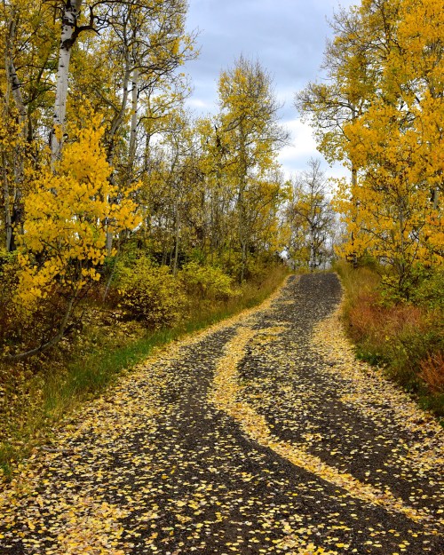 A winding path covered in yellow leaves, surrounded by trees with autumn foliage under a cloudy sky.