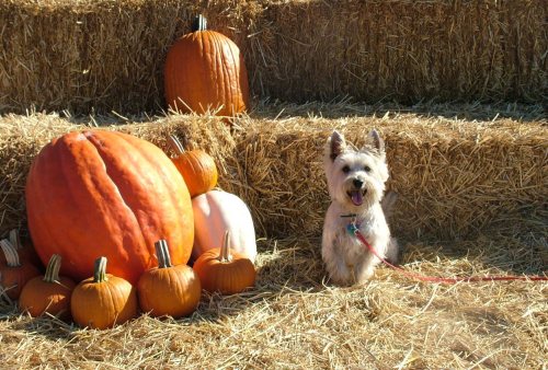 A small dog sits on hay bales next to large pumpkins, enjoying a sunny autumn day.