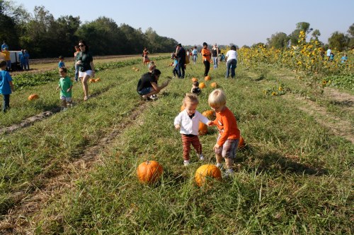 Children playing in a pumpkin patch, surrounded by families and sunflowers on a sunny day.