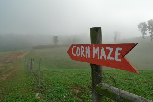 A wooden sign points to a corn maze, surrounded by foggy fields and trees in the background.