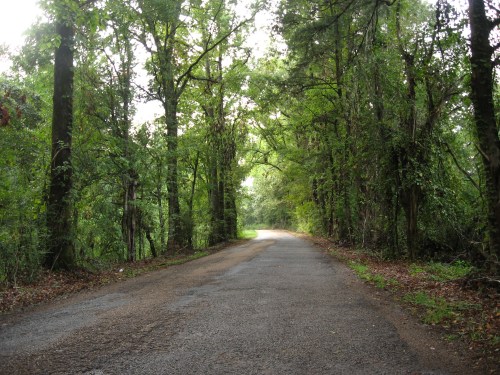 A serene, tree-lined road surrounded by lush greenery, leading into a peaceful, wooded area.