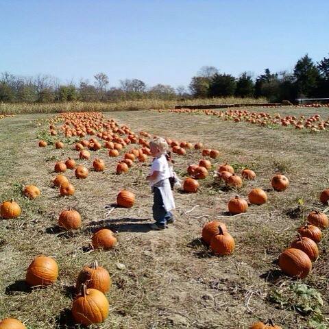 A child stands among rows of pumpkins in a sunny field, surrounded by orange pumpkins and trees in the background.