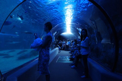 Visitors in an underwater tunnel at an aquarium, surrounded by fish and marine life, with blue lighting.