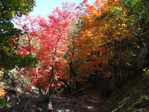 Vibrant autumn trees with red and orange leaves in a forested area, sunlight filtering through the branches.